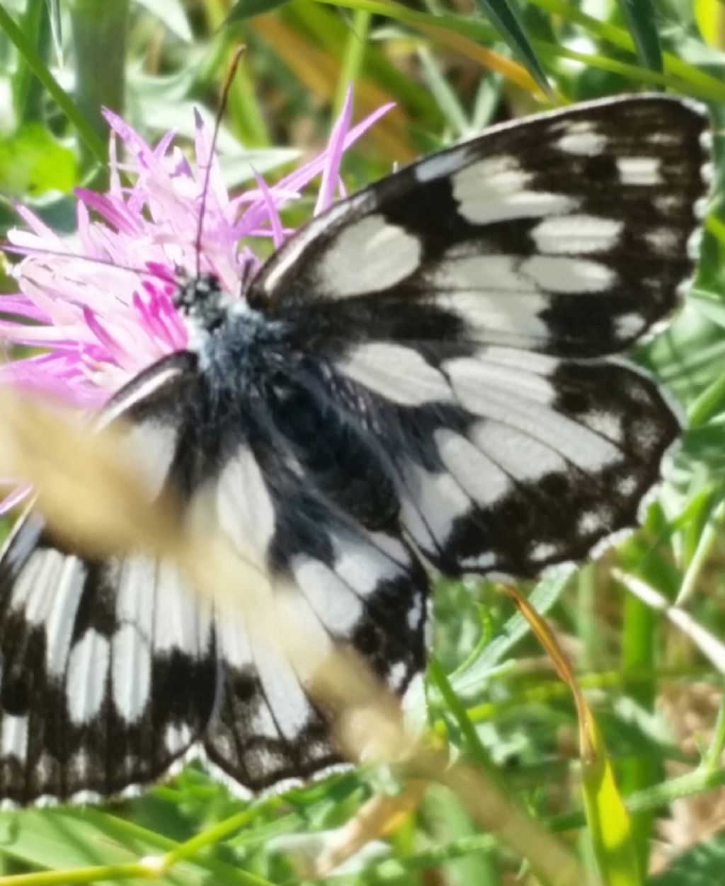 Farfalla Bianca nera